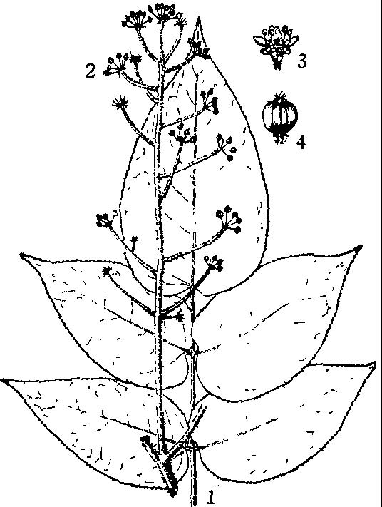 粗毛楤木