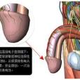 歐式陰莖敏感神經阻斷術