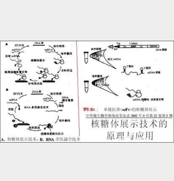 核糖體展示技術