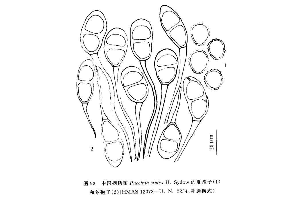 柄鏽菌屬