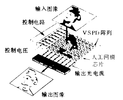 人工網膜晶片結構