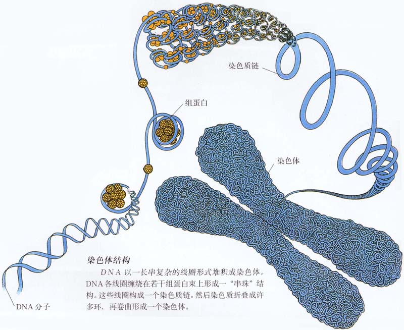 染色體1