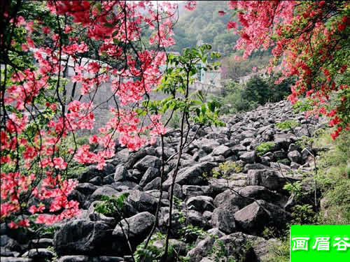 畫眉谷景區杜鵑峽風光