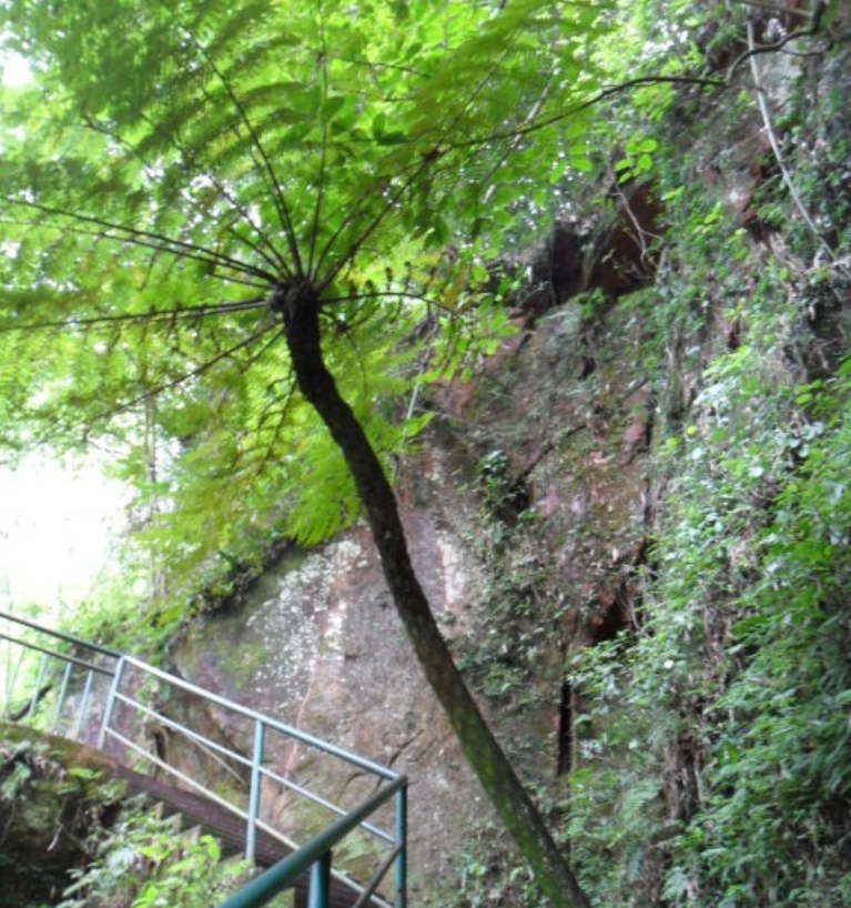 貴州燕子岩國家森林公園