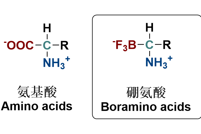 硼氨酸