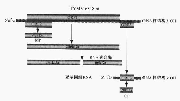 蕪菁黃花葉病毒的基因組及其產物