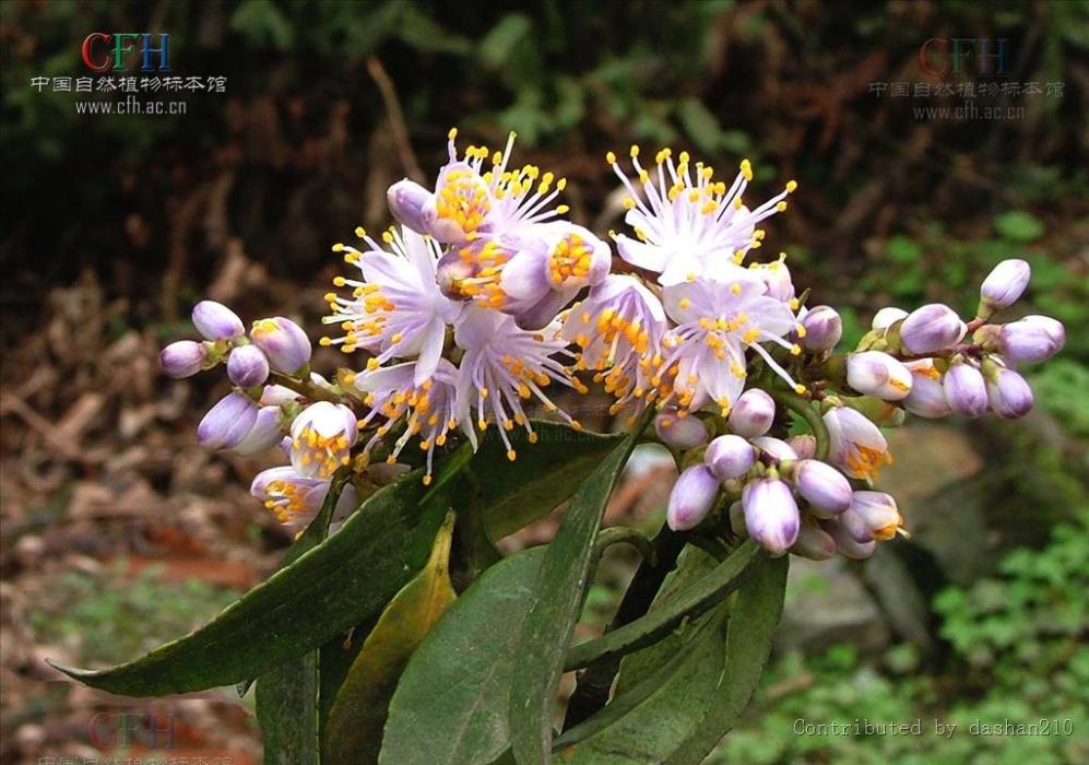 擬密花樹