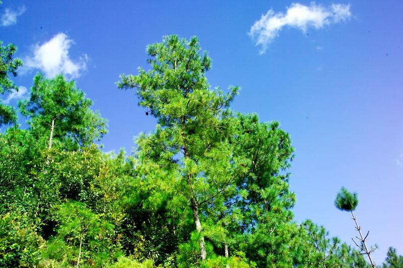 大麥地村