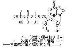 三磷酸次黃嘌呤核苷