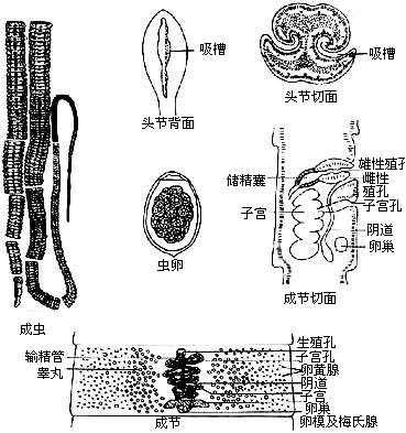 克氏假裸頭絛蟲病