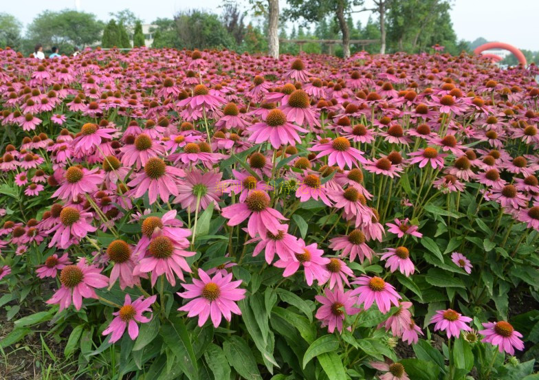 松果菊(Echinacea purpurea)