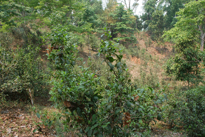 蠻磚古茶山