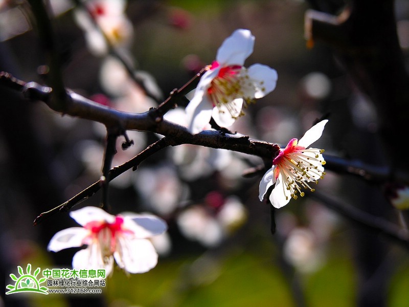 中國梅花栽培與鑑賞