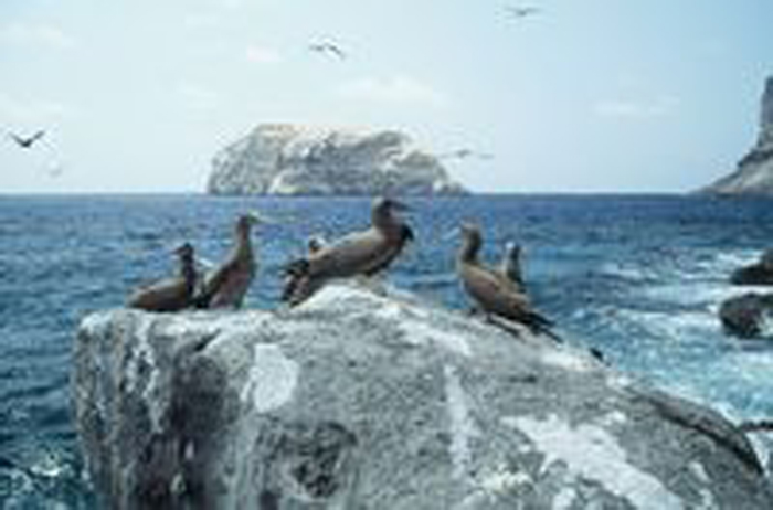 水手長鳥島