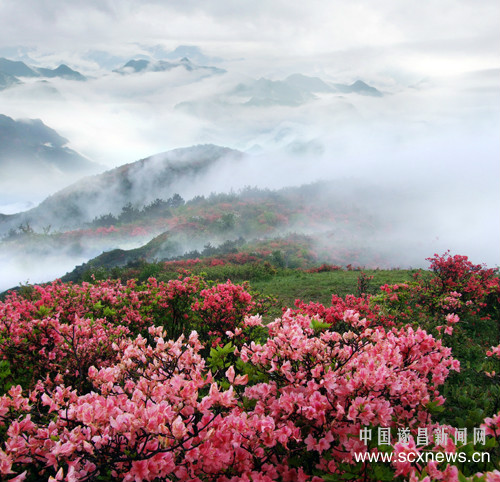 茶樹坪村