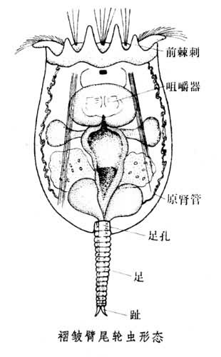 褶皺臂尾輪蟲形態