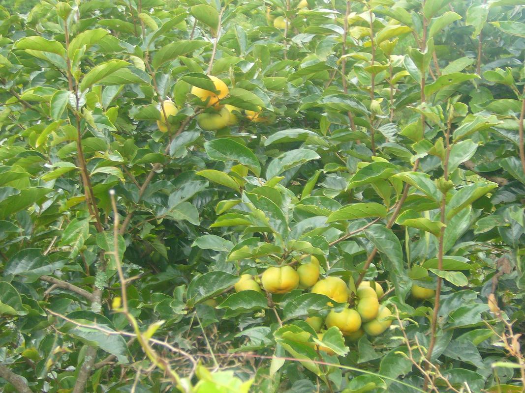 上西山自然村甜柿種植