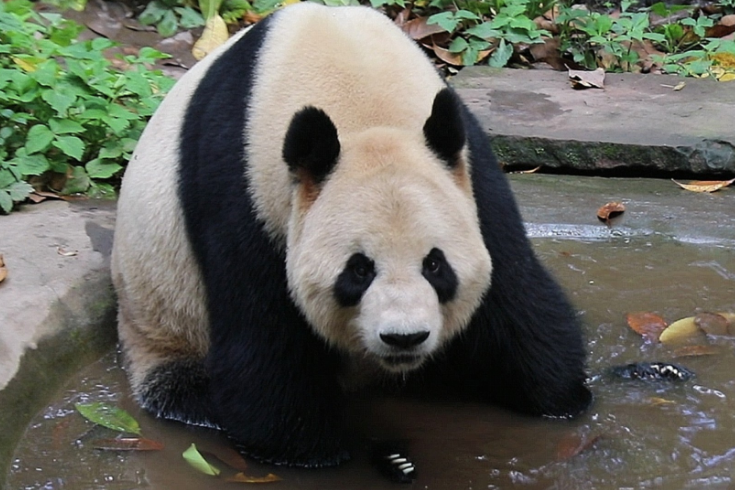 大熊貓香蘆
