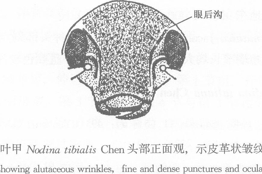 皮紋球肖葉甲