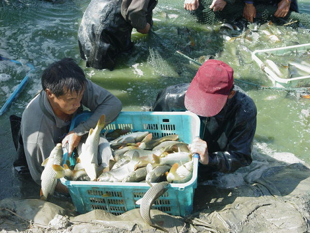 銀川鯉魚