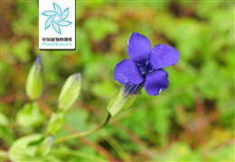 沼生扁蕾