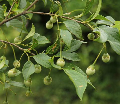 野茉莉(植物)