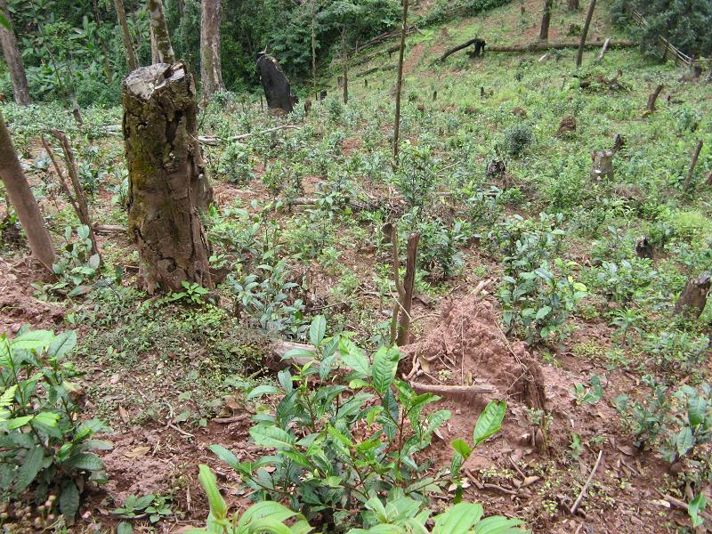 曼桂山自然村