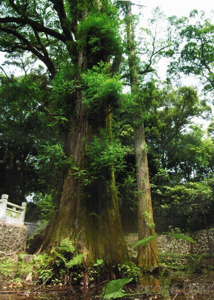 五環水松