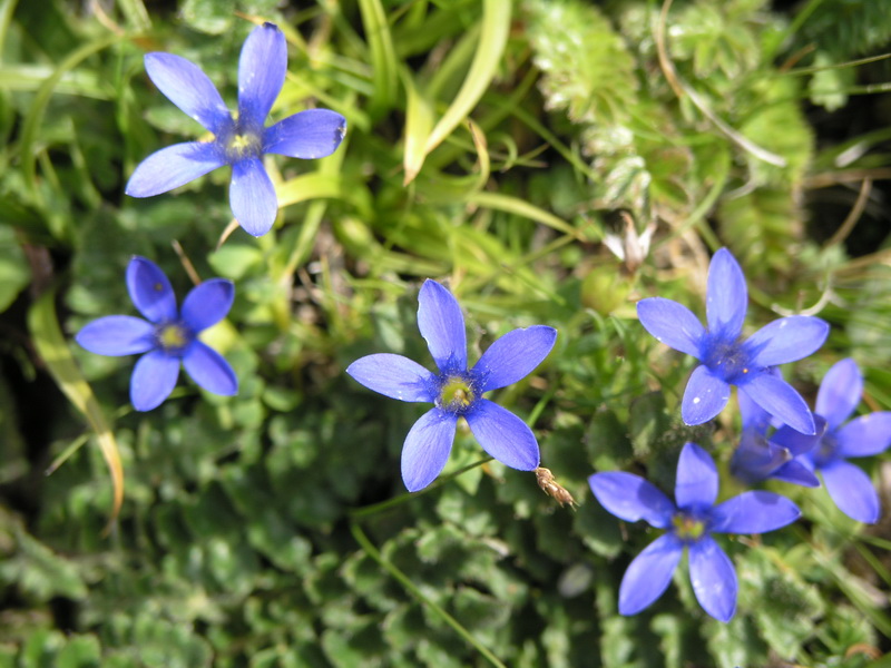 矮小藍鐘花