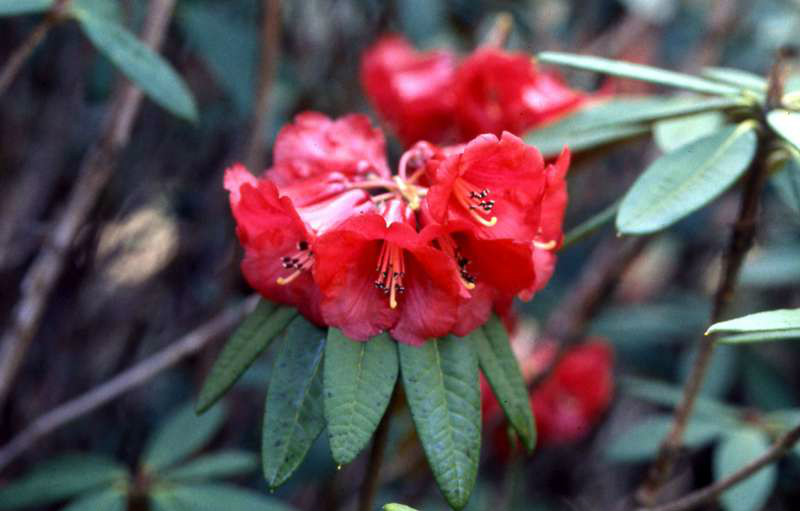 亮紅杜鵑