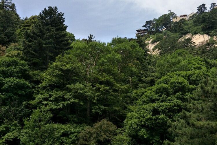 雲南省楚雄市紫溪山林場國家華山松良種基地