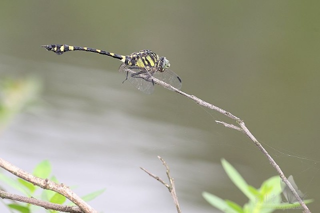 小團扇春蜓（粗鉤春蜓）Ictinogomphus rapax