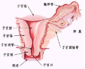 陰道前壁脫垂