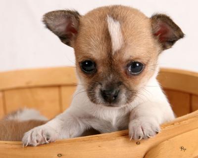 Smooth Coat Chihuahua