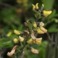 野決明(豆科野決明屬植物)