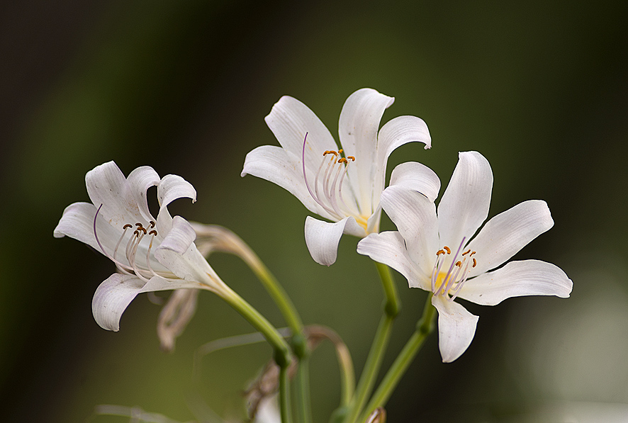 曼陀羅花(山茄花)