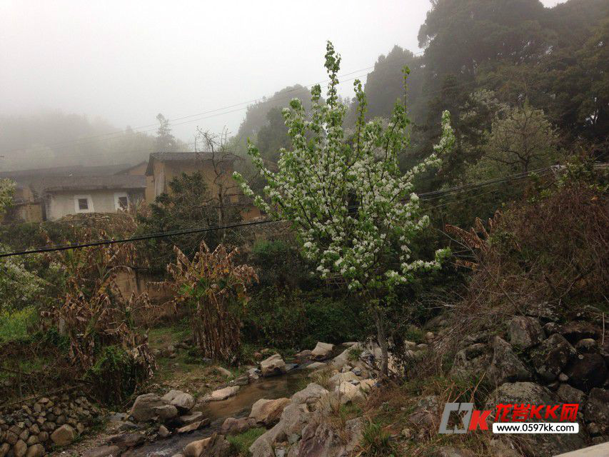 漳溪坑頭村