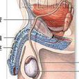 輸精管變粗