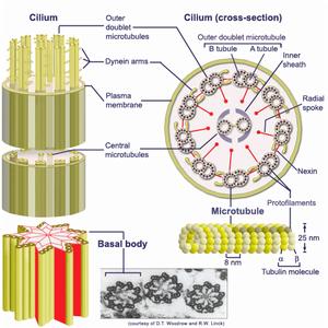 微管蛋白（Tubulin）和微管（Microtubule)