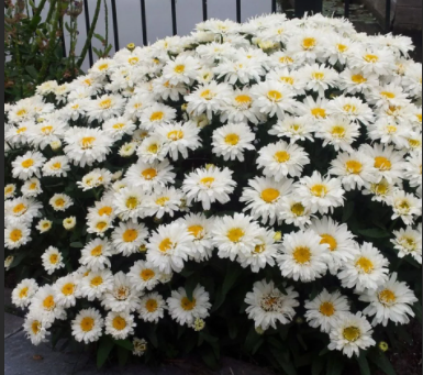 Leucanthemum × superbum \x27Leuz0001\x27 FREAK!