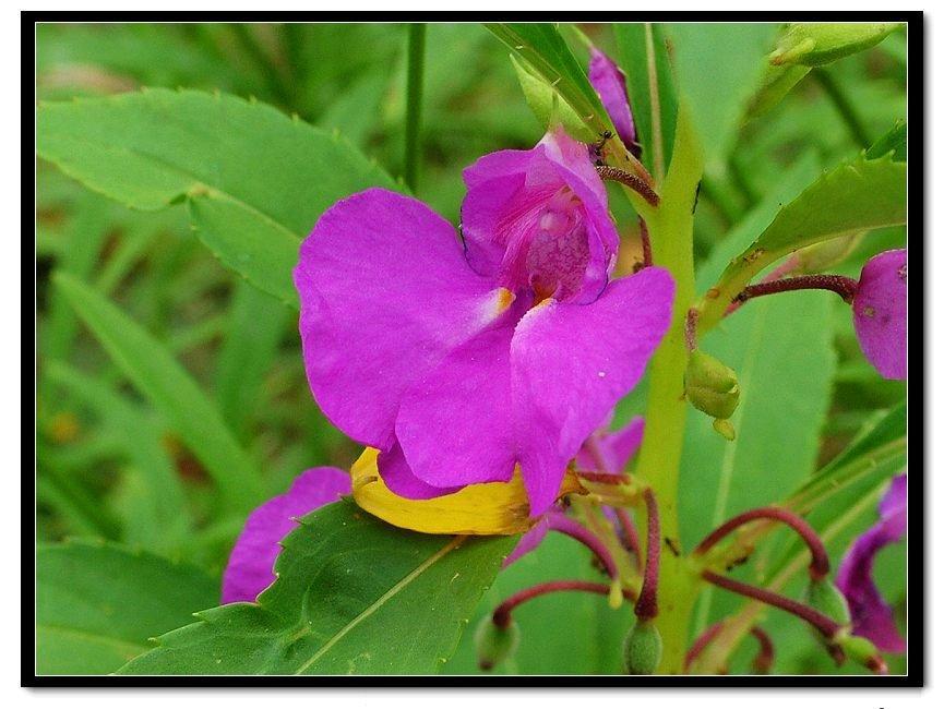 紫花無距鳳仙花