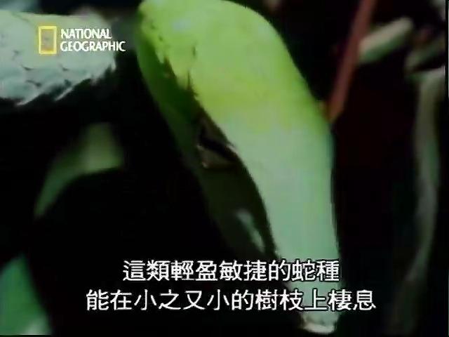 蠻荒殺手：狡蛇殺機