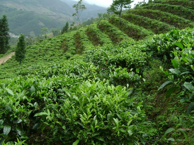 村中茶園