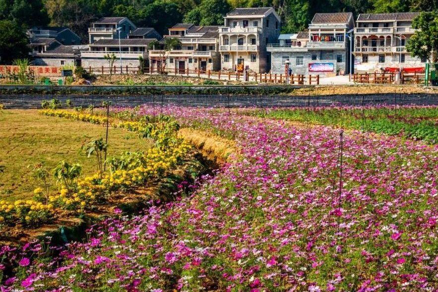 花山鎮僑韻花香新鄉村示範帶