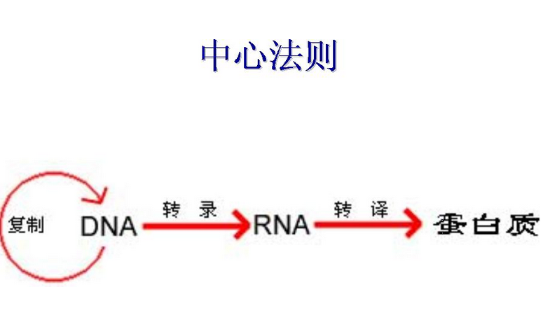 遺傳學中心法則