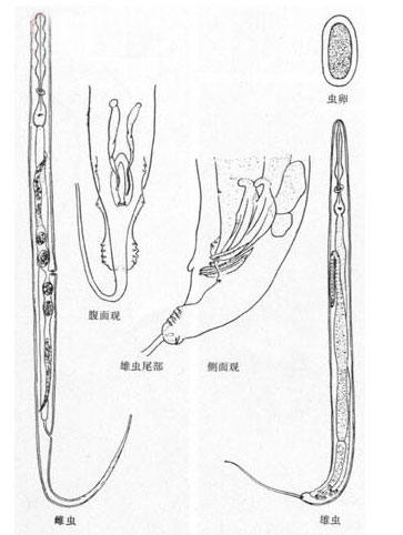 艾氏小桿線蟲