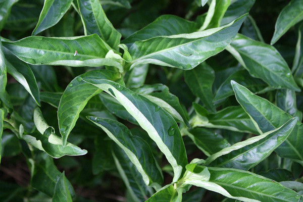 植物原料水解