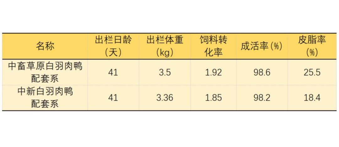 中新白羽肉鴨