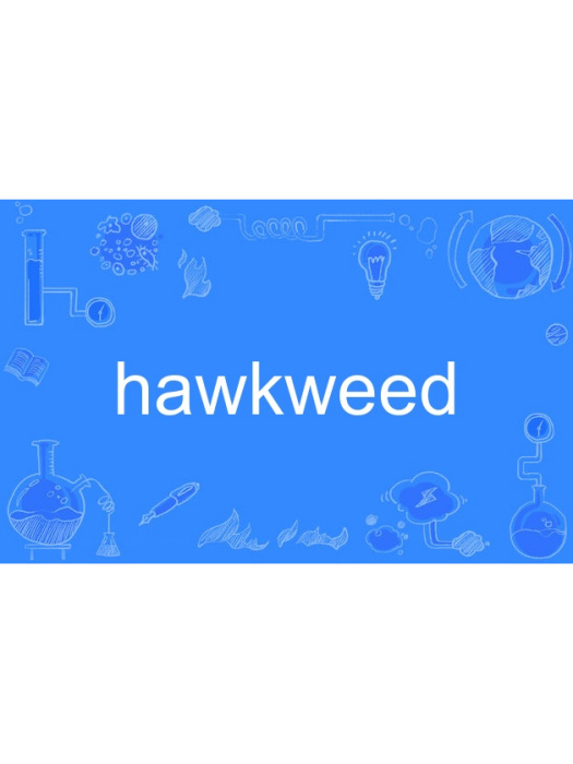 hawkweed