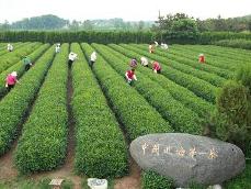 日照御海灣茶園景區